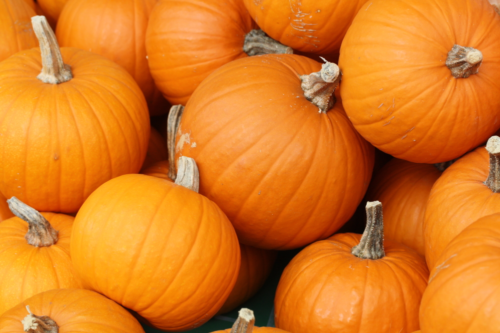 Whats Hot & Whats Not: Pumpkin Products 2015