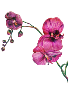 Rachel Mondshine "Orchids"
