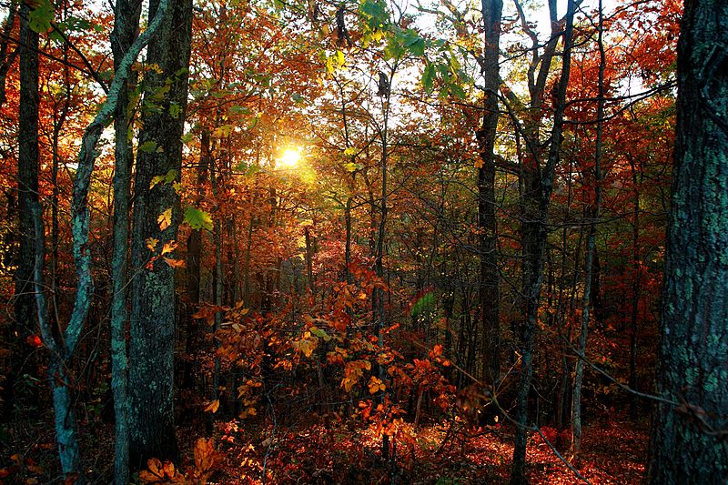 Peaceful, autumn leaves, at sunset. (via, http://www.forestwander.com/2010/11/autumn-trees-leaves-foliage-sunset/). 