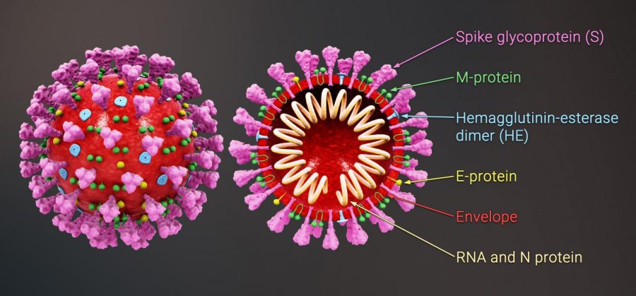 Coronavirus Confusion as the Flu Season Begins