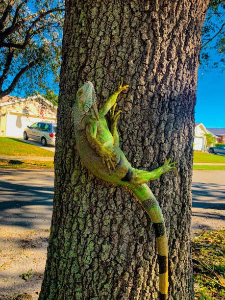 Caught in a wintry surprise! Witnessing a rare sight of a frozen iguana amidst the icy grasp of nature. Despite the chill, these resilient creatures adapt to unforeseen conditions.